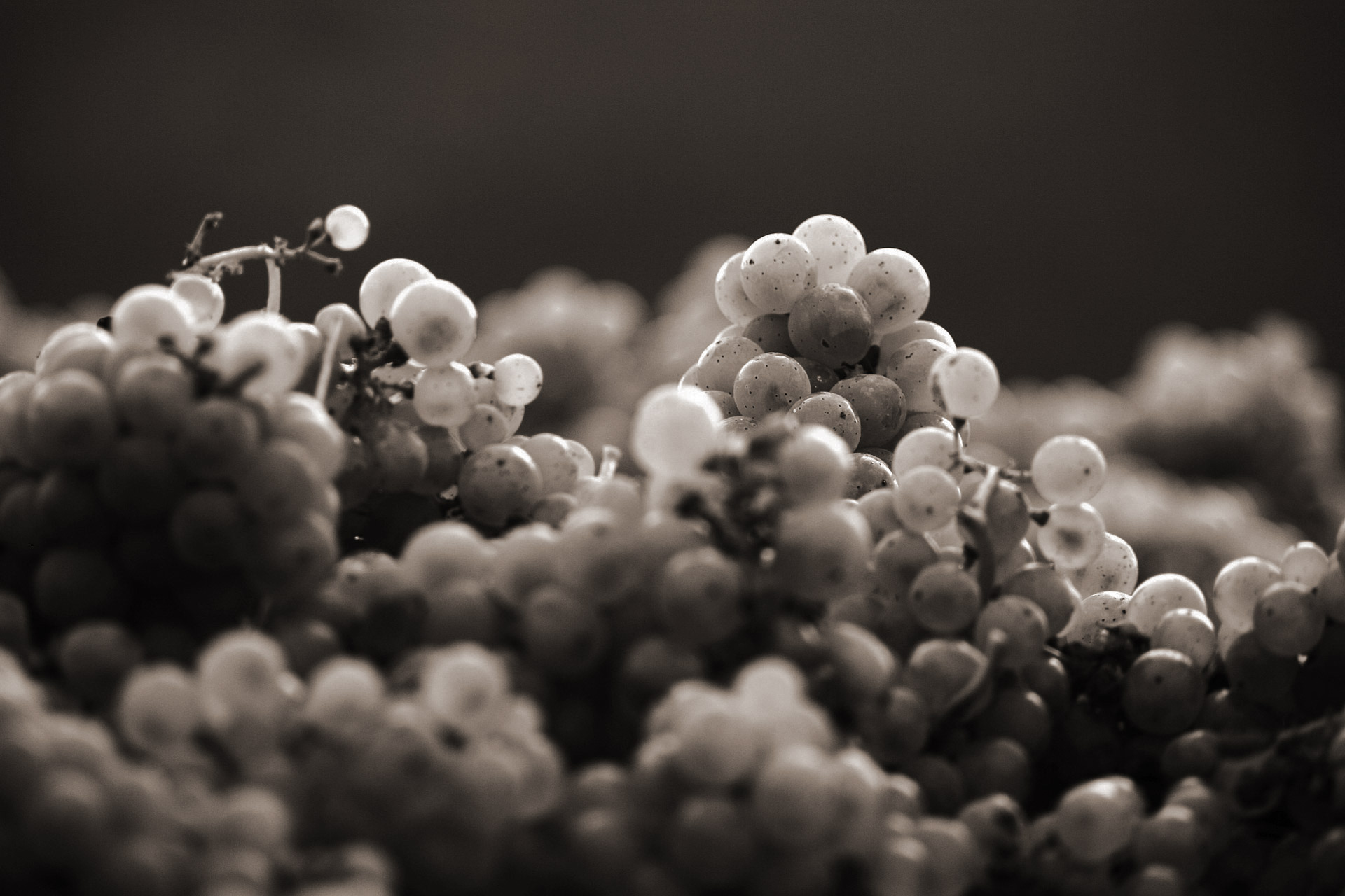 grapes photo, close-up