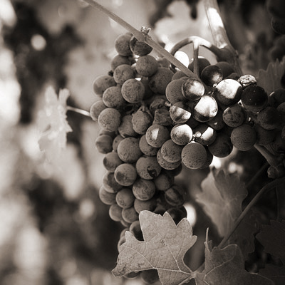 purple grapes