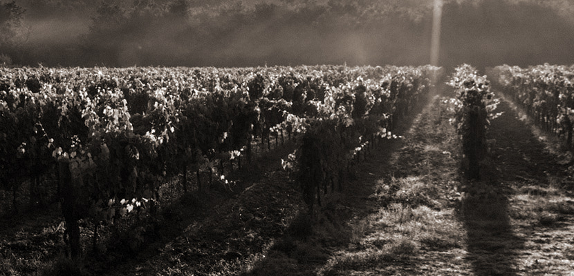 winyard photo